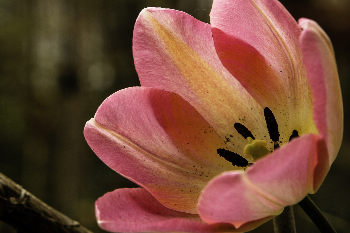 Pink Tulip