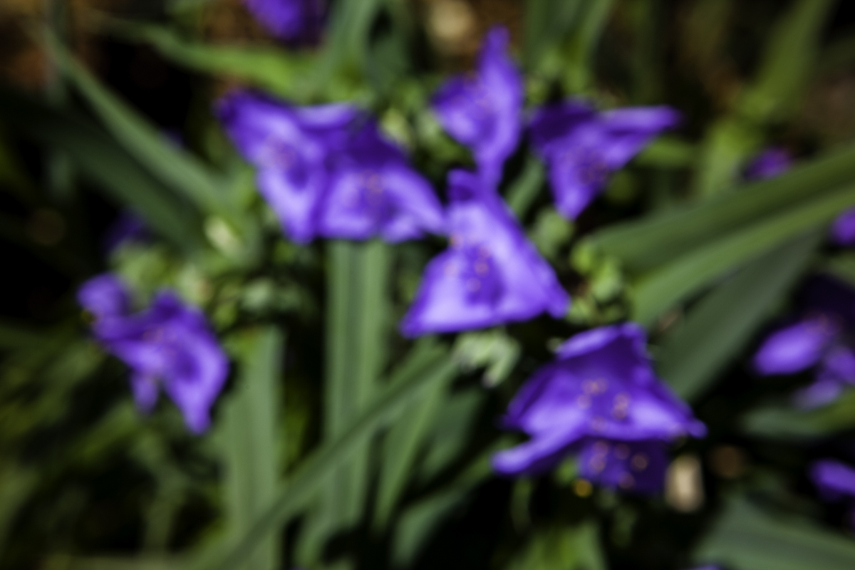 Purple and Green