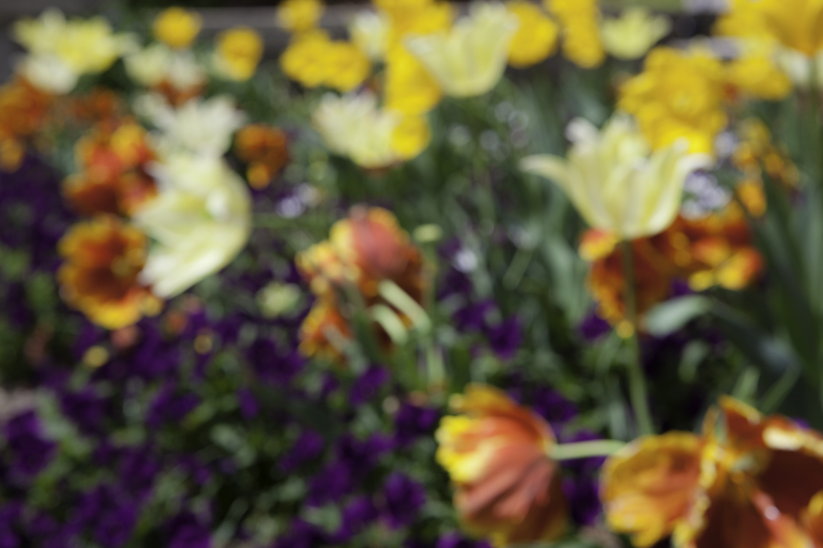 Purple Flower Abstract