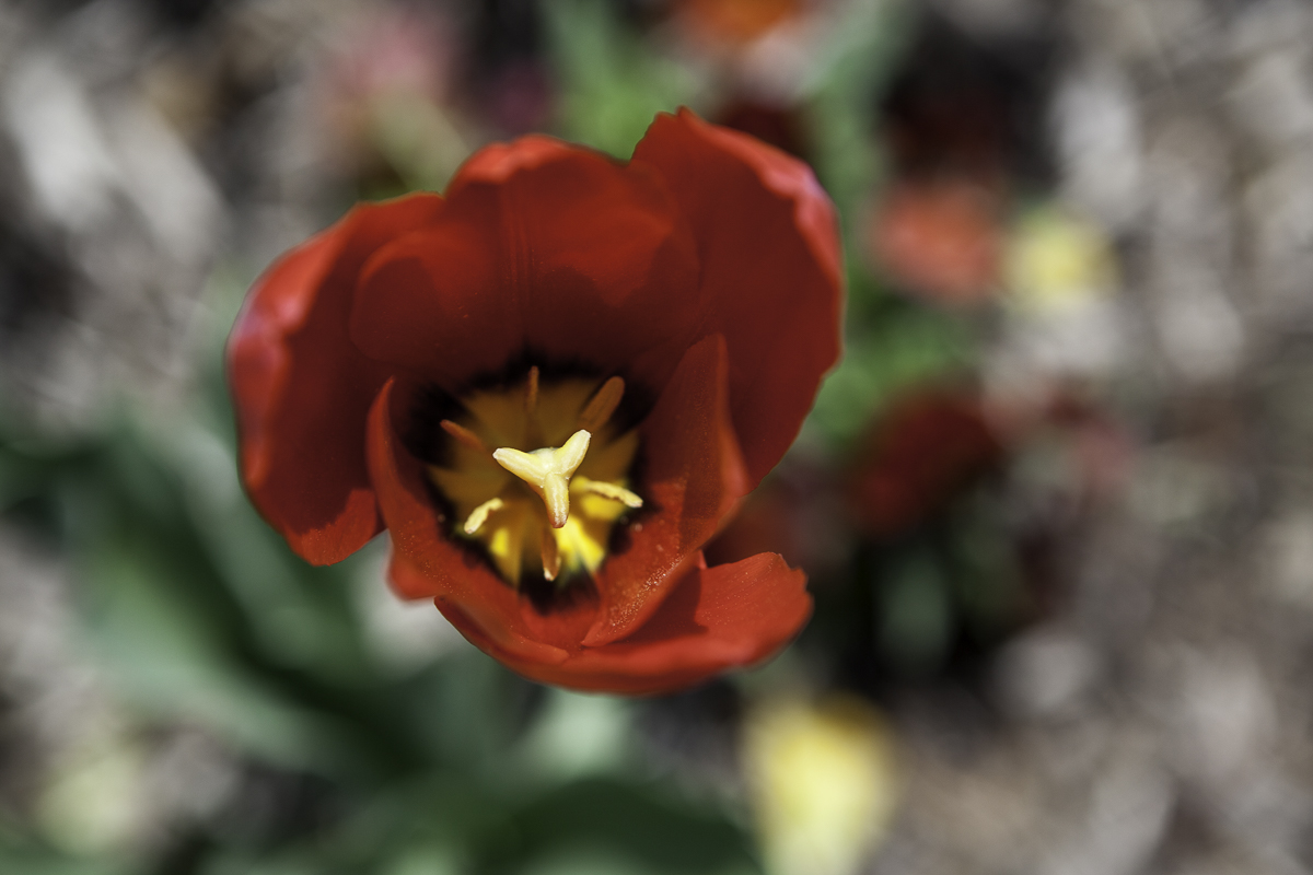 Red Poppy