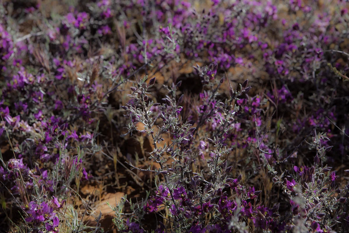Red Rock Flowers