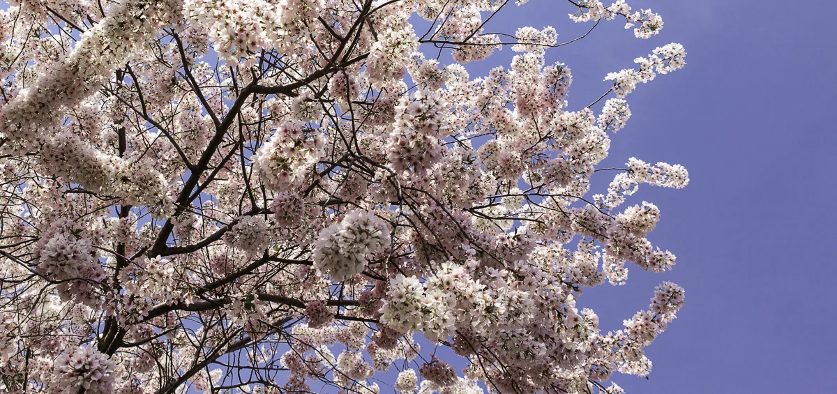 Cherry Tree