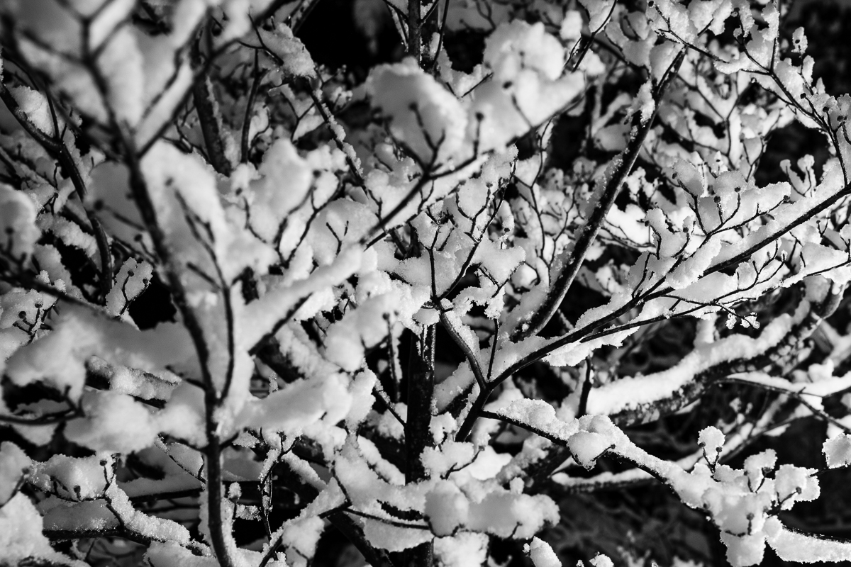 Snow Abstract Tree