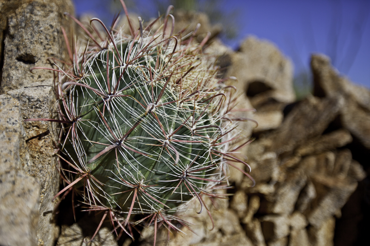 Southern Cacti