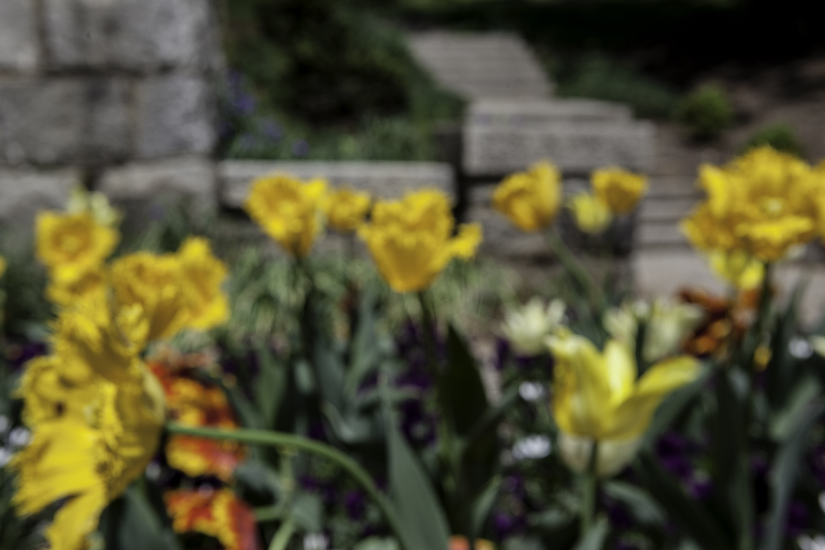 Maymont Blooming