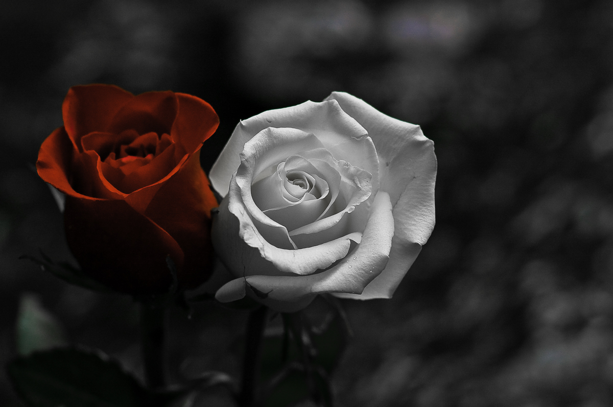 Unity Rose