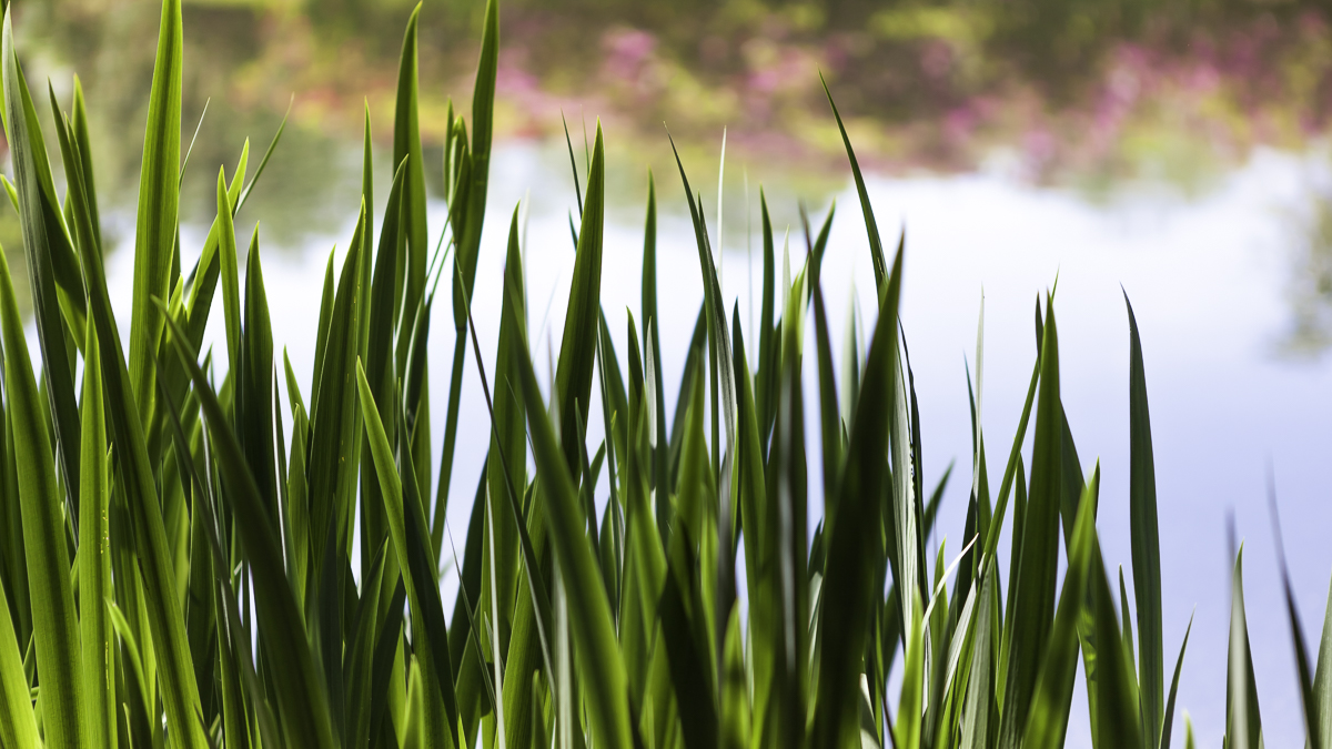 Green+Grass+with+Azalea's+Reflecting+in+Water.jpg