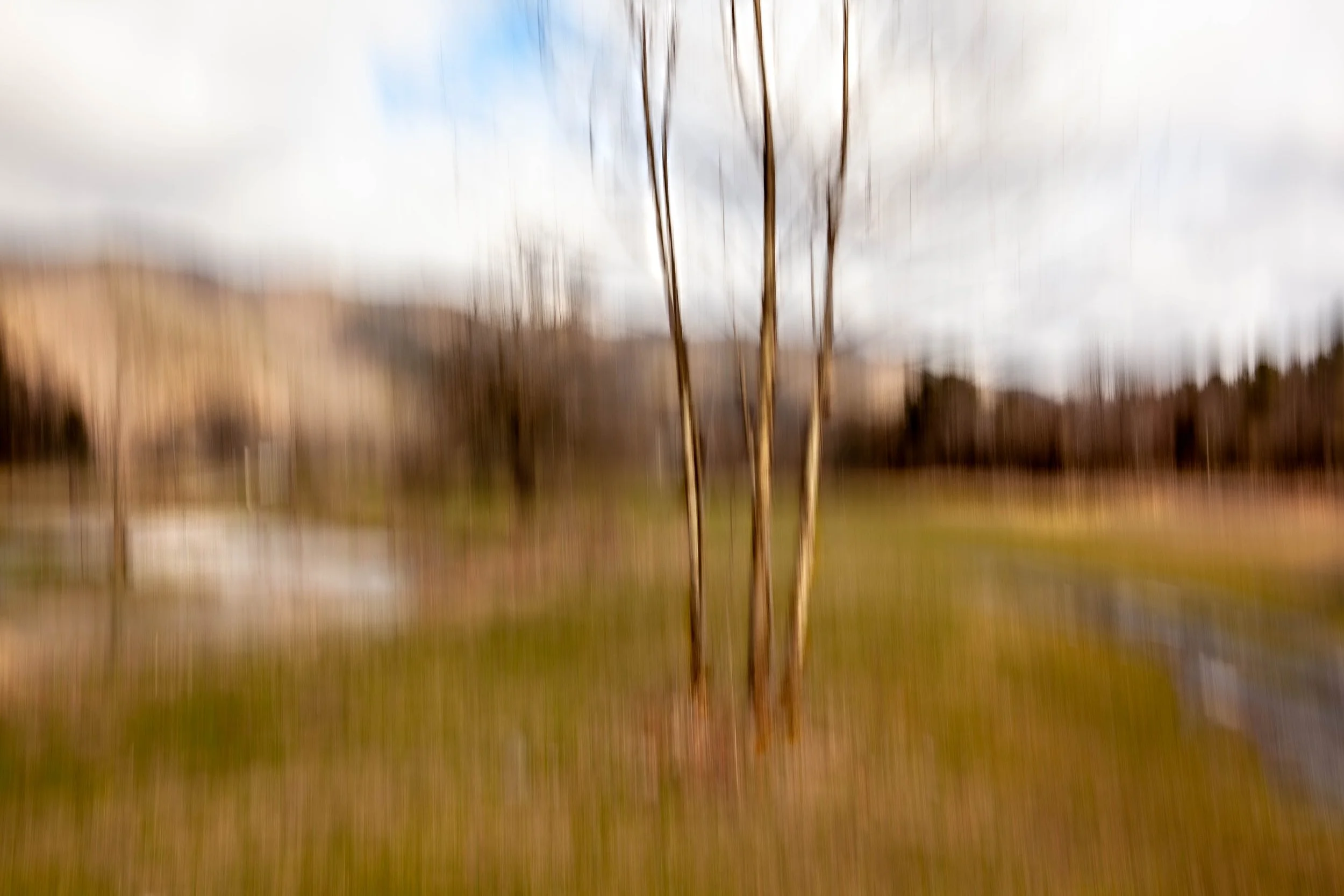 Beaverdam Abstract Tree (1 of 1).jpg