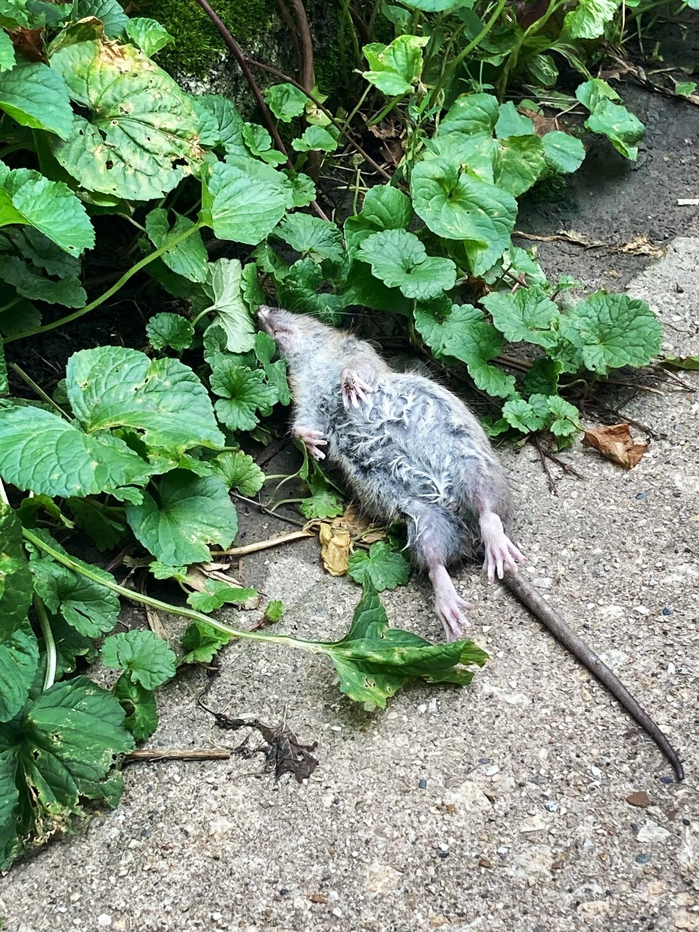 Why not? Let&rsquo;s add pestilence to the flooding. But in all fairness he prepared a delicious Boeuf Bourguignon before his untimely passing. Chefs kiss. 💋#rattatouille #rat #endtimes