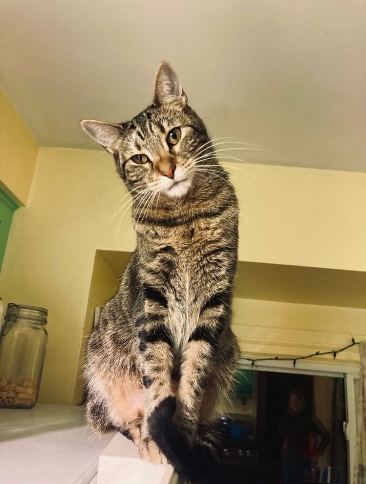 Today, just by chance, Michelle checked our cats papers from the animal rescue we got him from and it said his estimated date of birth was February 3rd. So could you please help wish a Happy Birthday to Pico, the sweetest little guy I know. I love yo