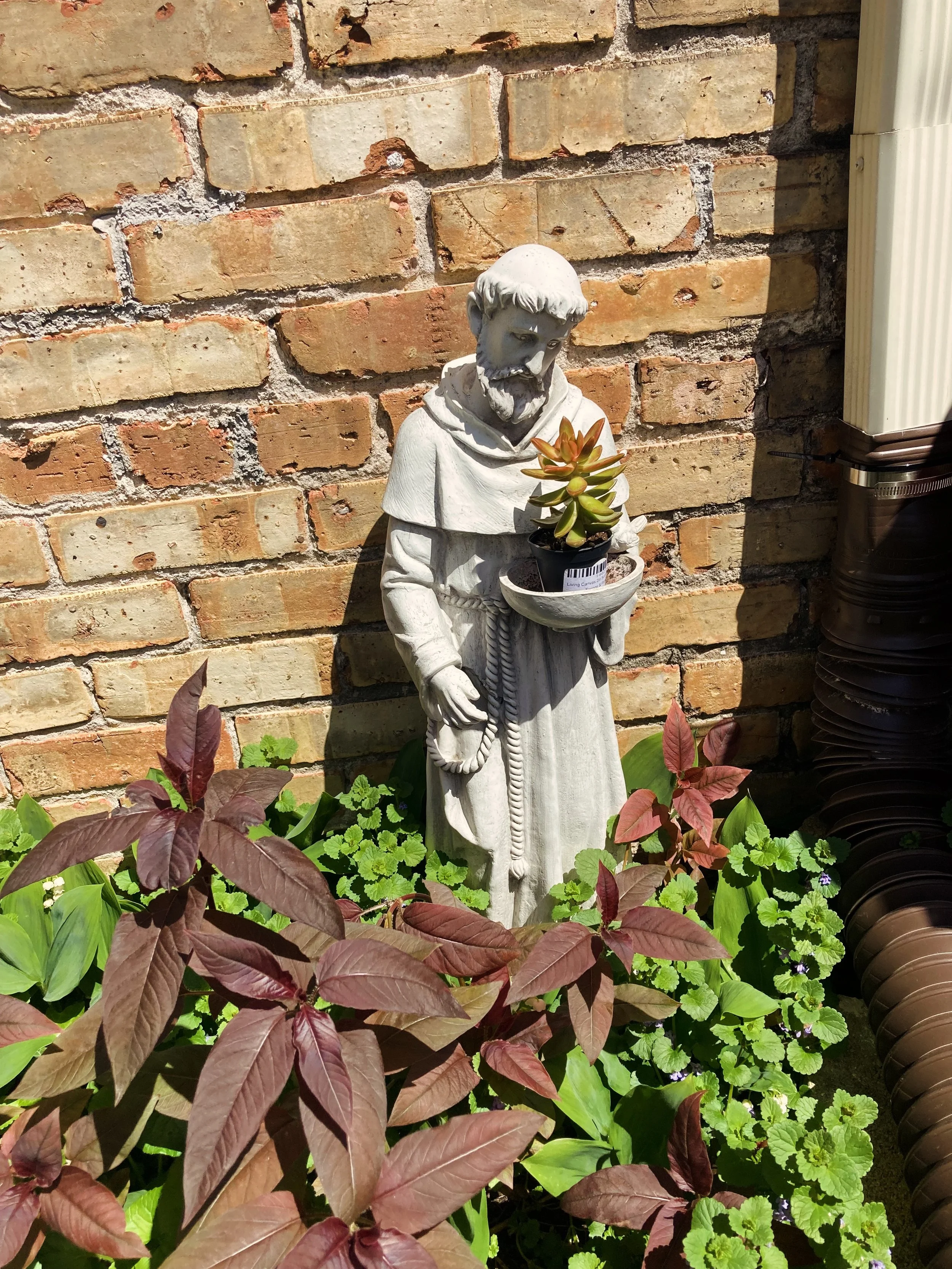 Went on our annual Mothers Day outing to @seguingardens and got a nice variety of plants. Vegetables. Succulents. And we&rsquo;re extra hoping the raspberry plant we got thrives. My St Francis finally has his own special succulent and as you can see 