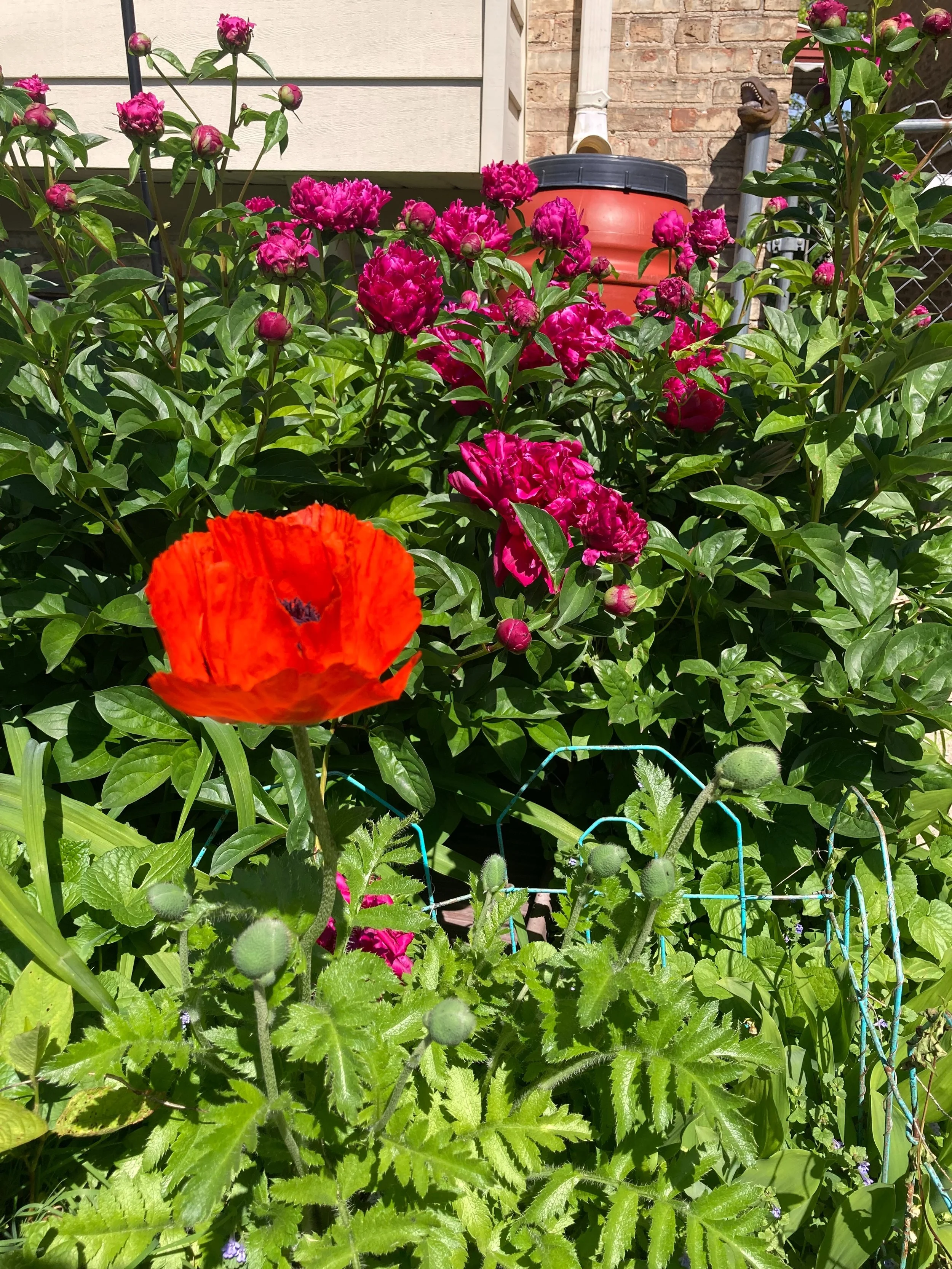 Things are blooming and hound dogs are attacking and that&rsquo;s alright with me. #garden #plotthoundmix