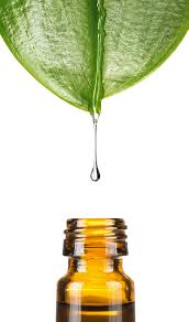 Tea tree oil is an excellent antiseptic. This makes it a great ingredient in toners for oily or acneic skin.
