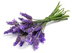 Fragrance oil vs. essential oil.