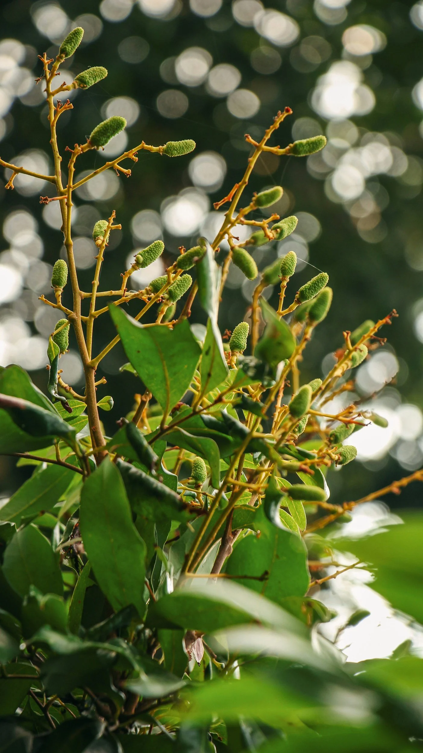 Botanical Skincare 101: Benefits, Greenwashing, and My Favorite Ingredients
