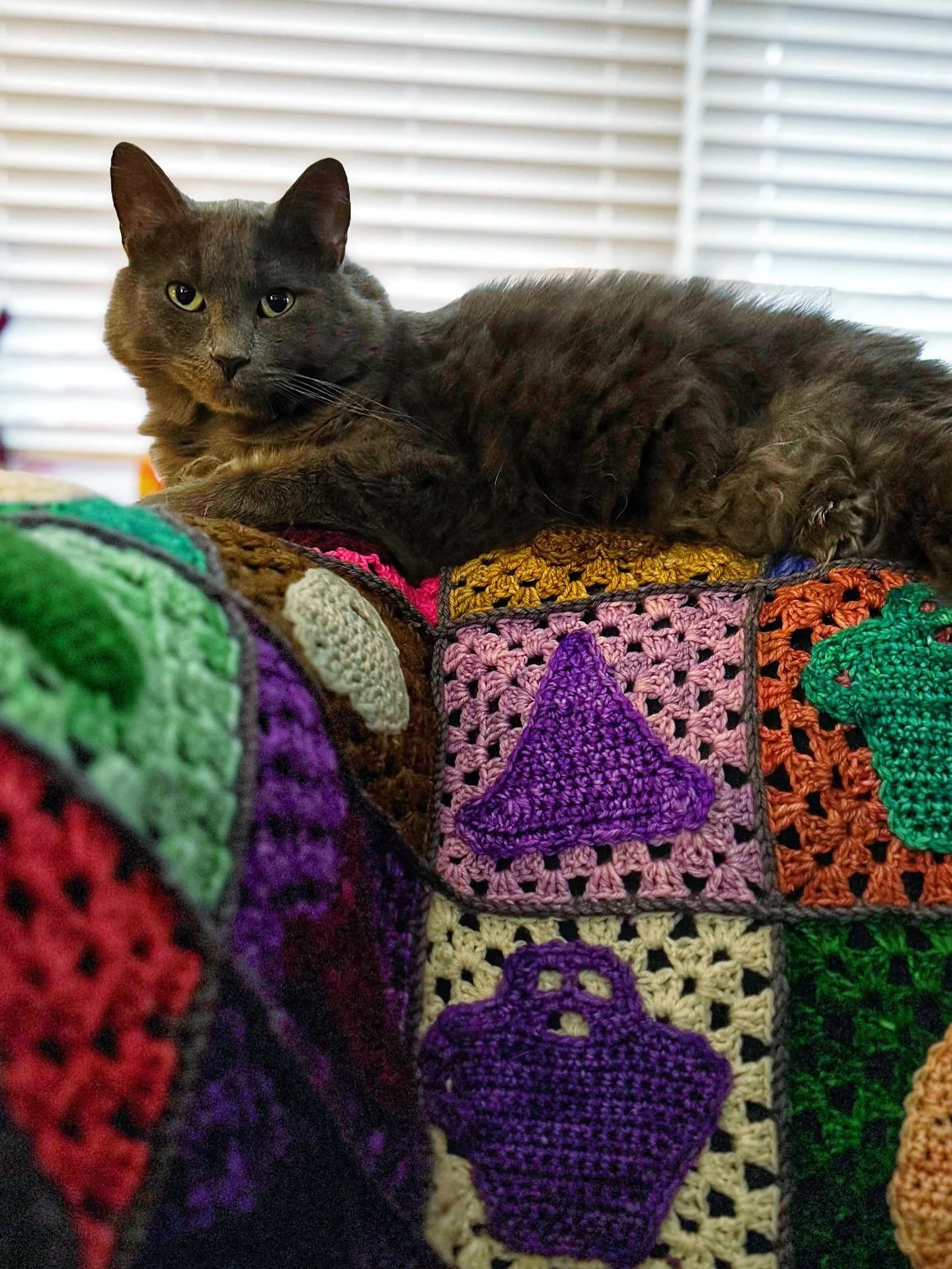 I love knowing that my favorite creatures love my blankets, even if it means I never get to use them. 

Gomez has been following this blanket around the house as I&rsquo;ve moved it for the season, which I think is hilarious. 

This was last year&rsq