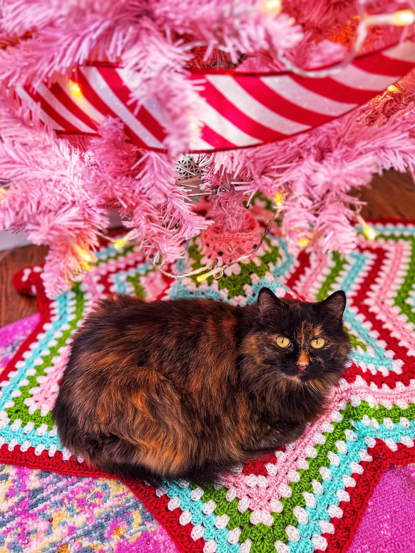It only took a few minutes for my perfect cat to pose perfectly for a perfect photo shoot on my new crocheted tree skirt. 10/10 would recommend. 

#crochet #crocheterofinstagram #christmascrochet