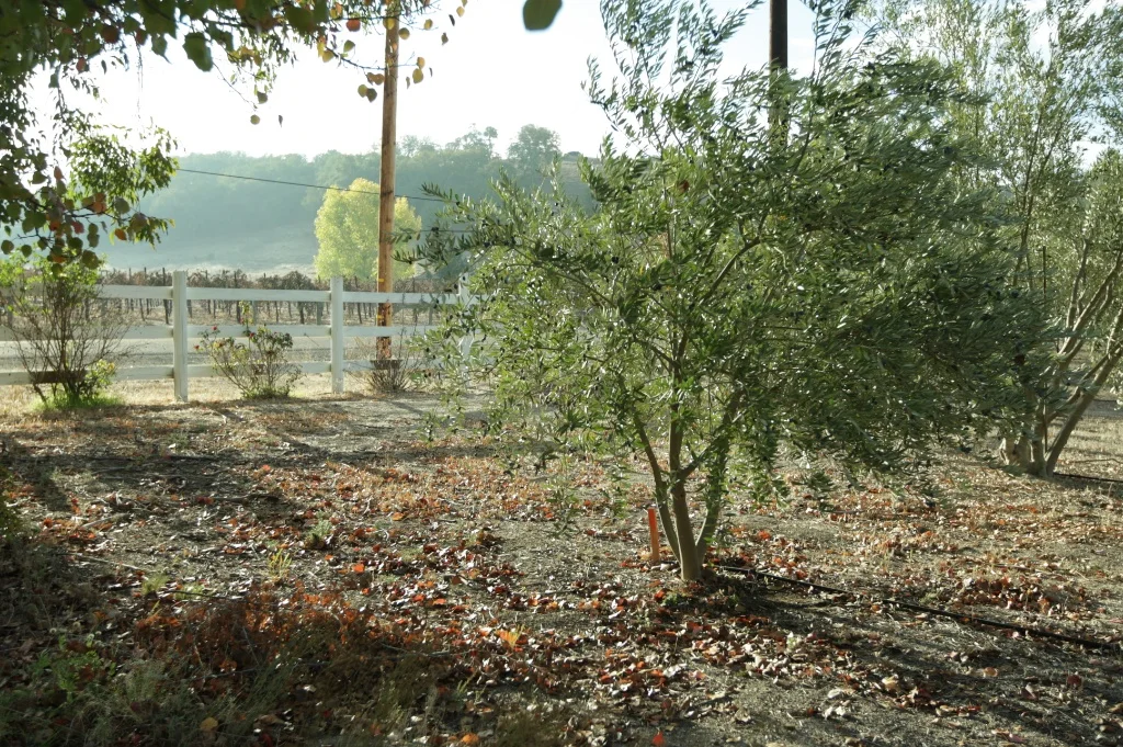 PasoOrchard 24.jpg