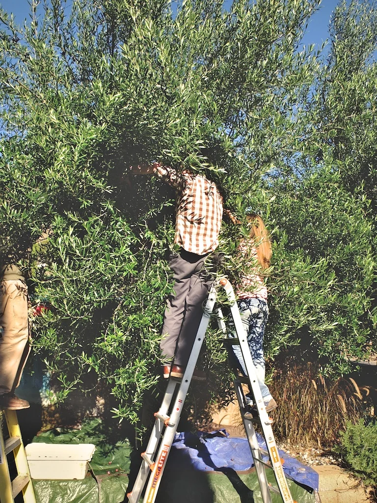 harvest2012 5.jpg