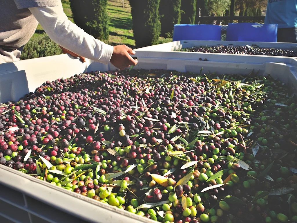 harvest2012 8.jpg