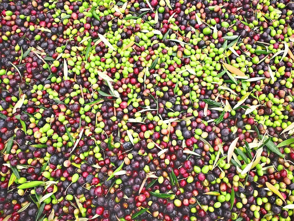 harvest2012 11.jpg