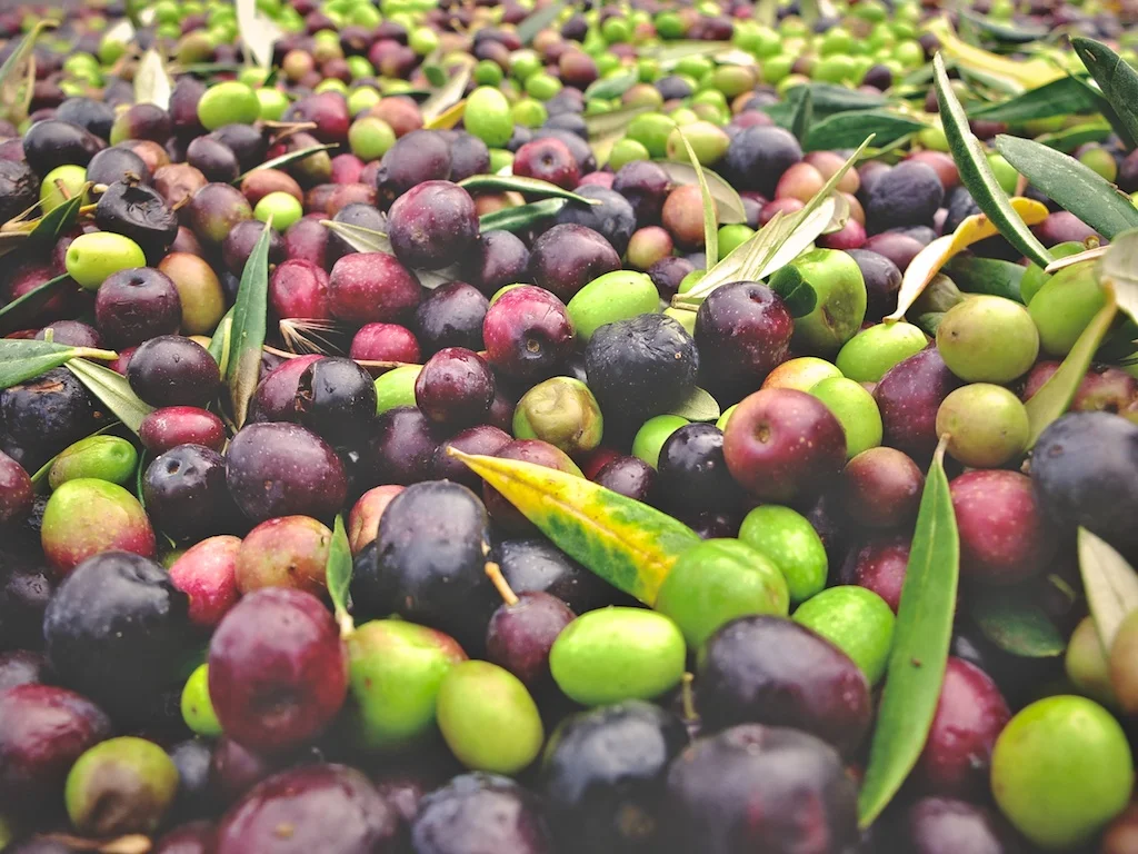 harvest2012 13.jpg