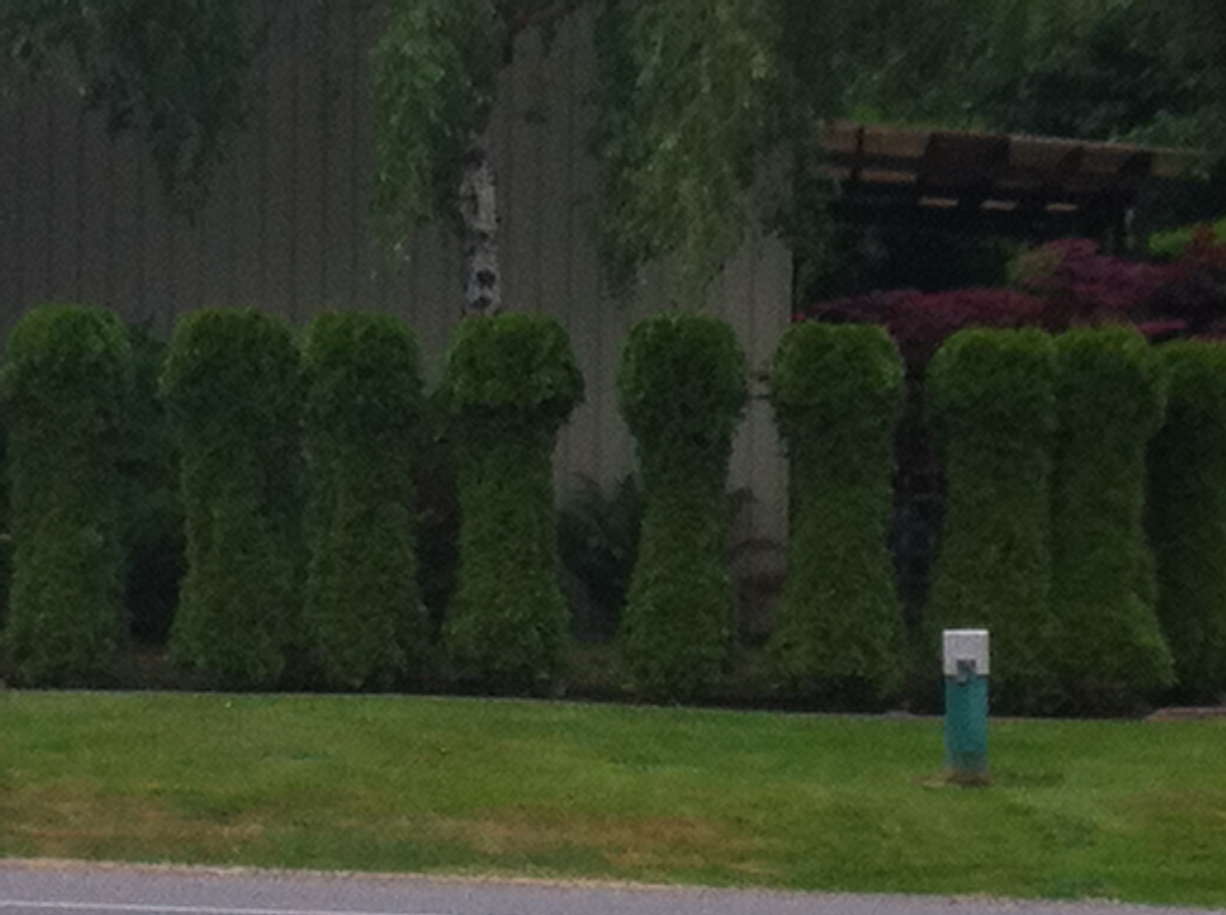 Interesting hedge design :)