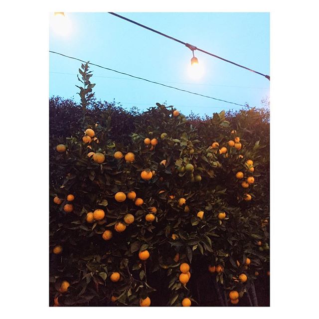 🍊
young evening backyard bliss
anyone have any enticing recipes? bonus points for family, fluffy or fabulously tasty ones 🤞🏼 #orangeeverything