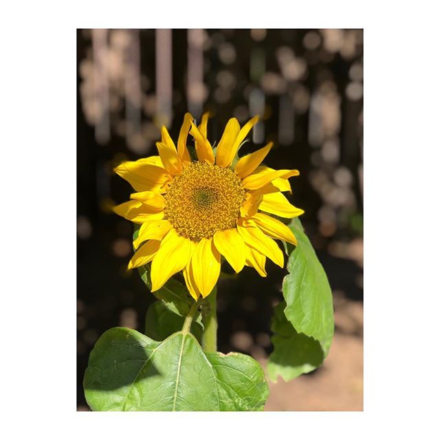 💛 discovered this volunteer sunflower in my backyard today and can&rsquo;t help but feel my dear friend&rsquo;s presence in this insanely poignant physical representation of her perpetual love and encouragement
✨ one of the many things i learned abo