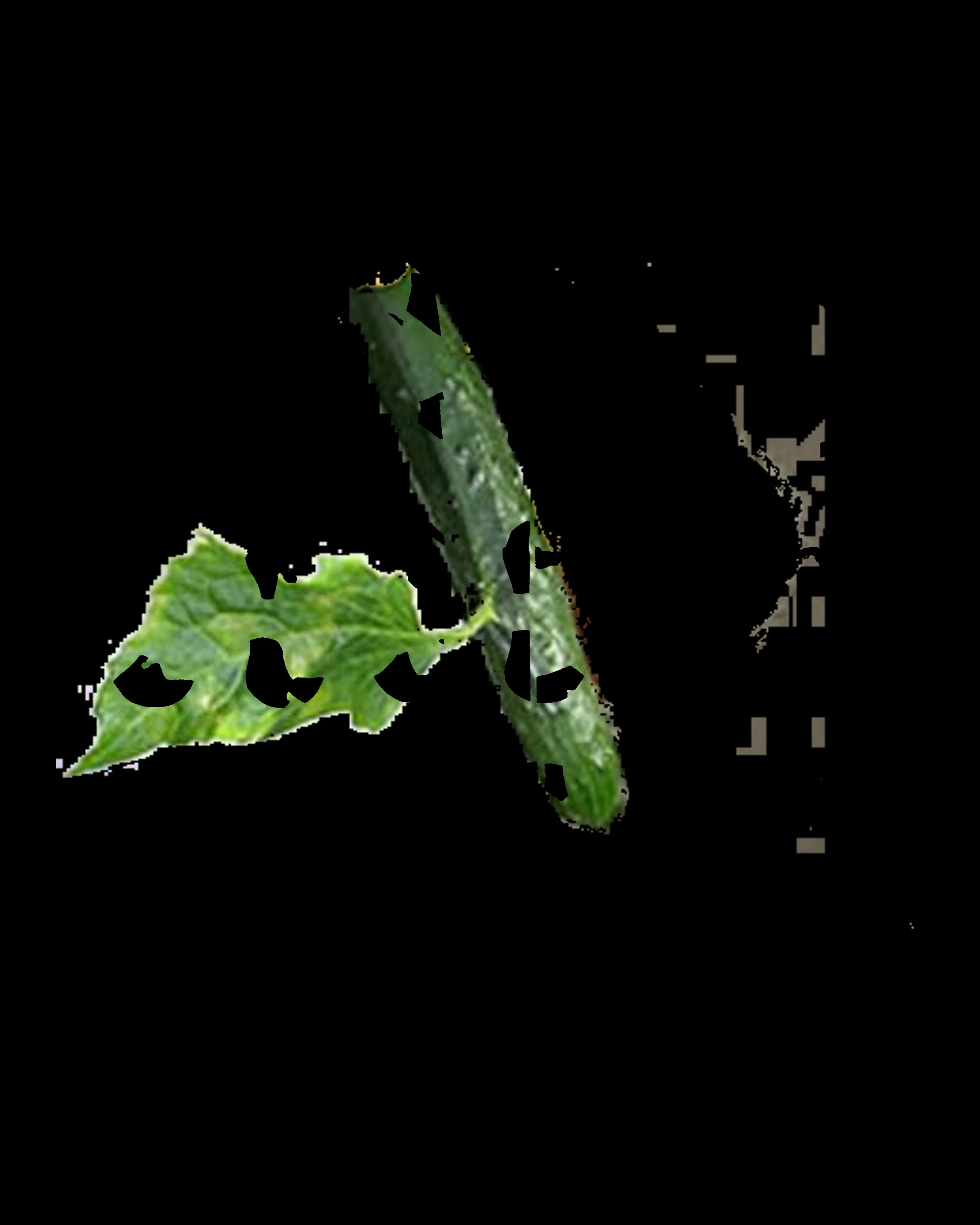 cucleaf.jpg
