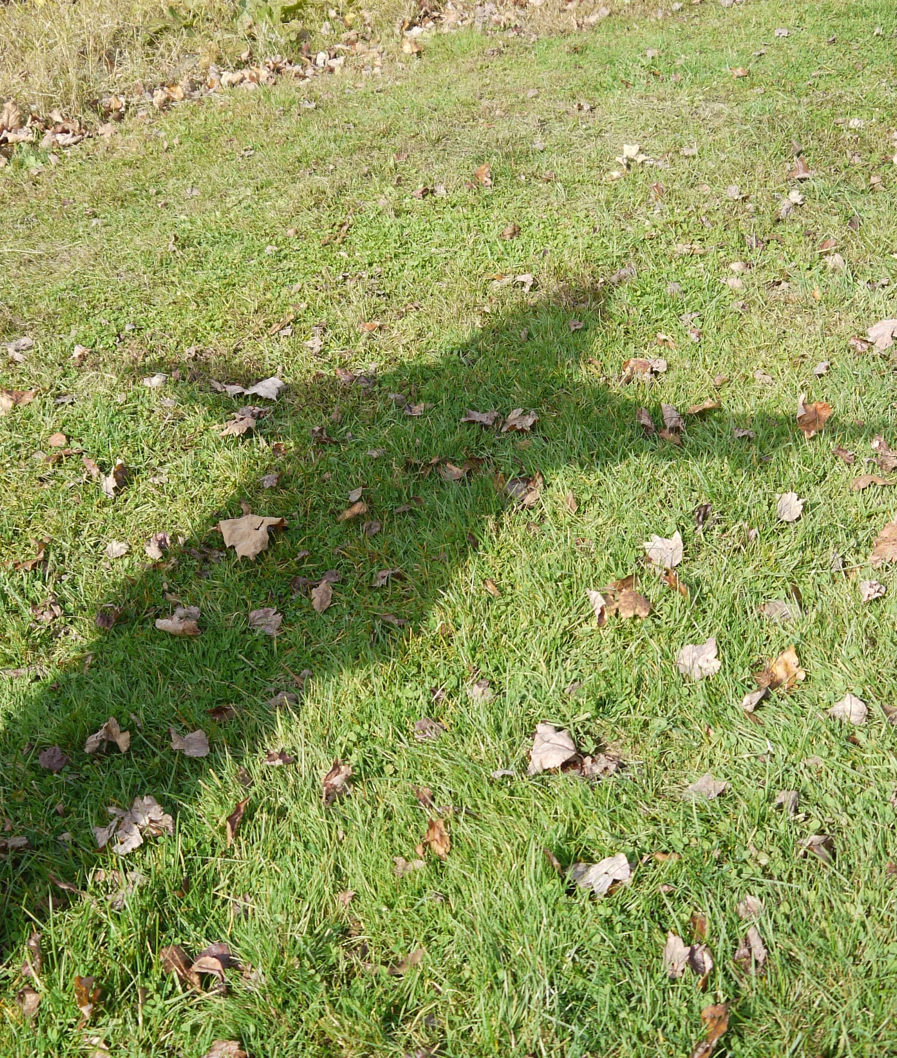 shadow praise 4.jpg