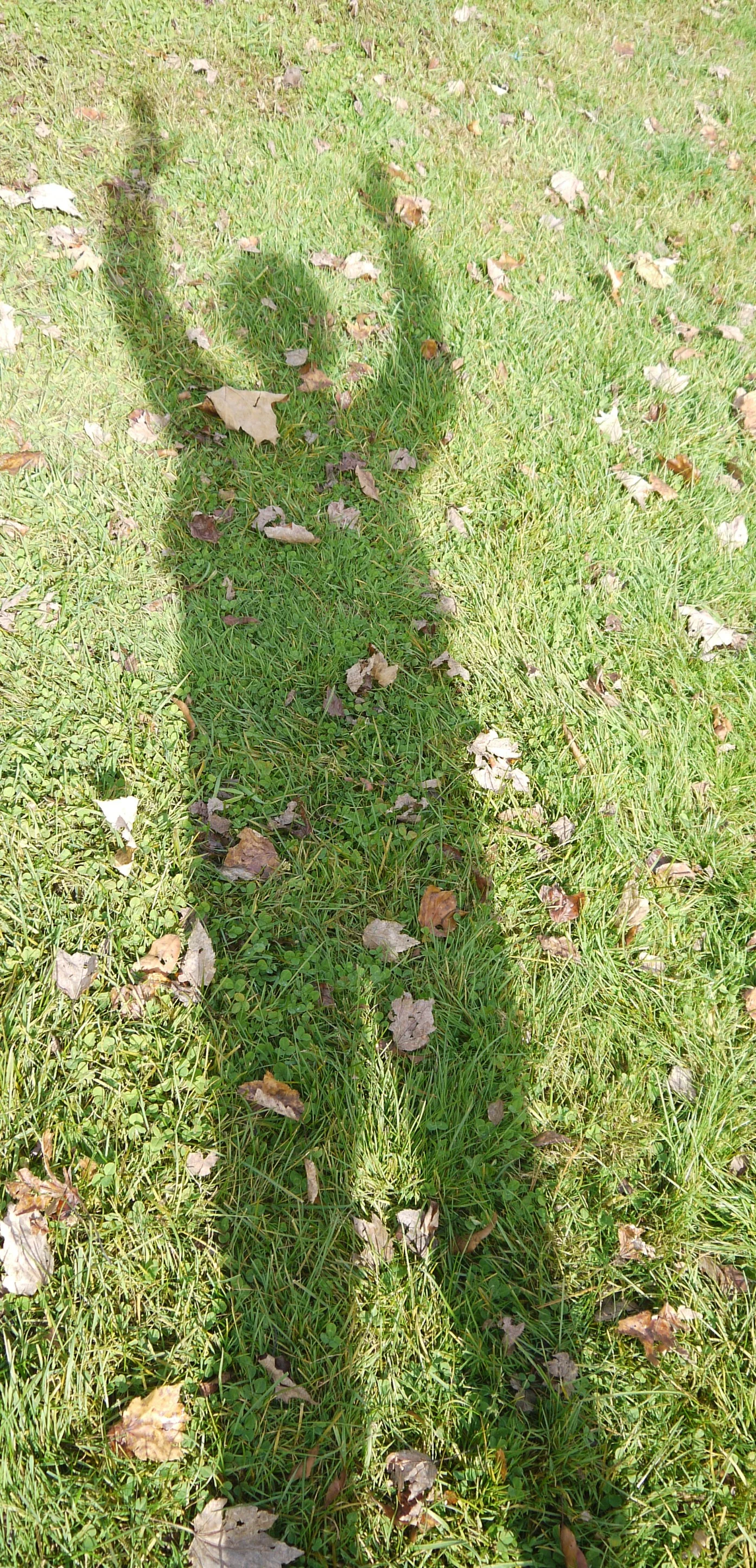 shadow praise1.jpg