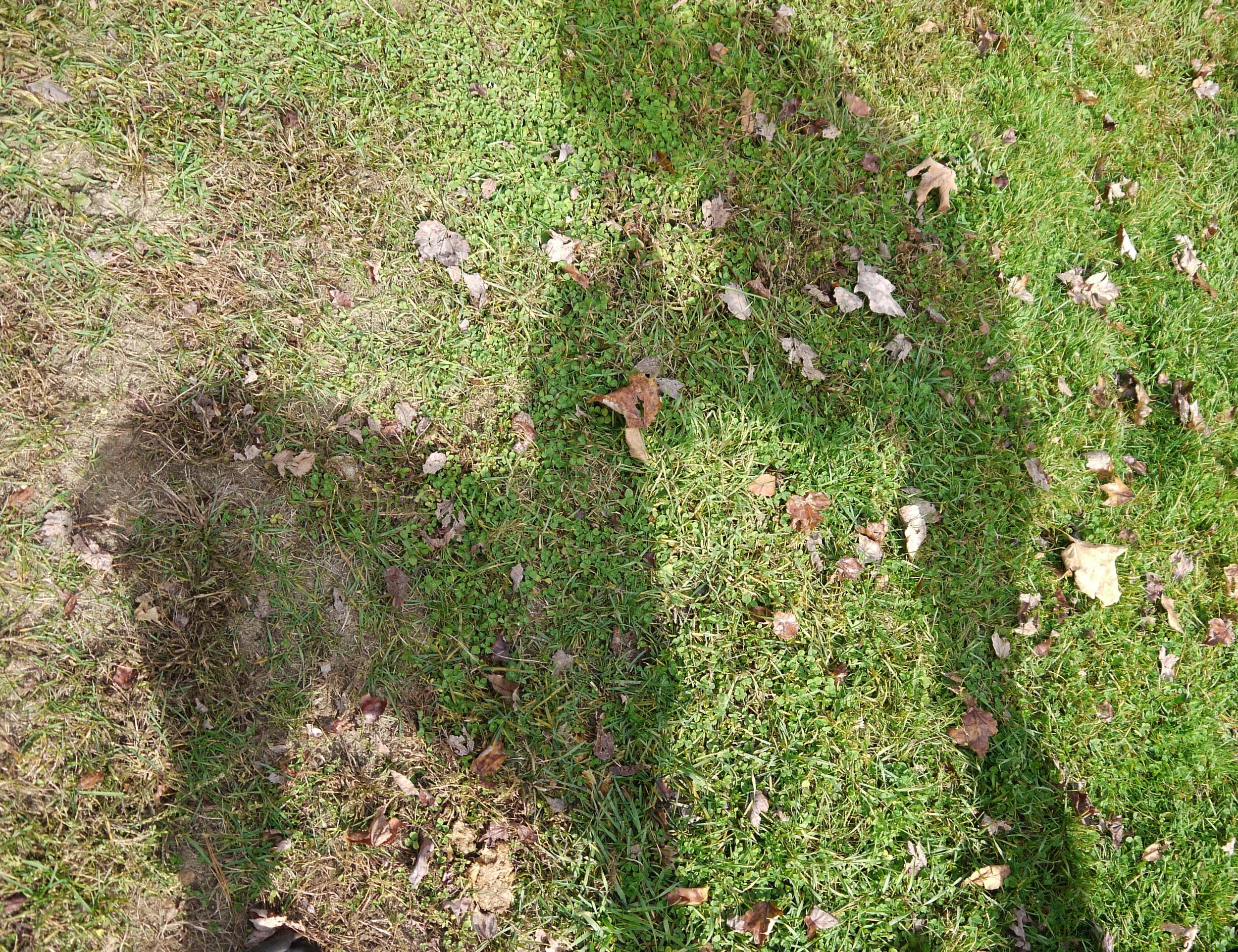 shadows.jpg