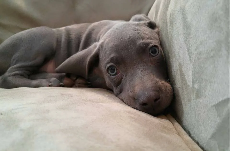 one of the weimaraner puppies which was born here
