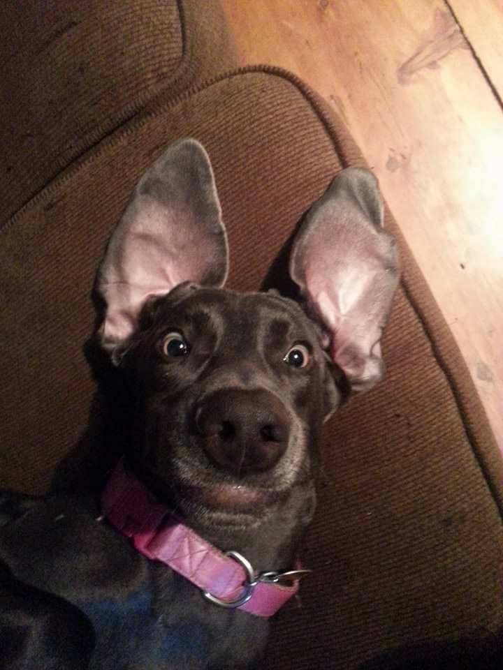 One of our crazy four legged crew