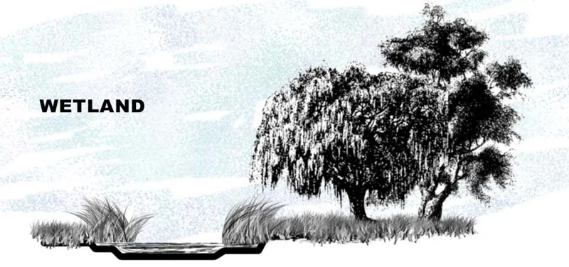 WETLANDS.jpg