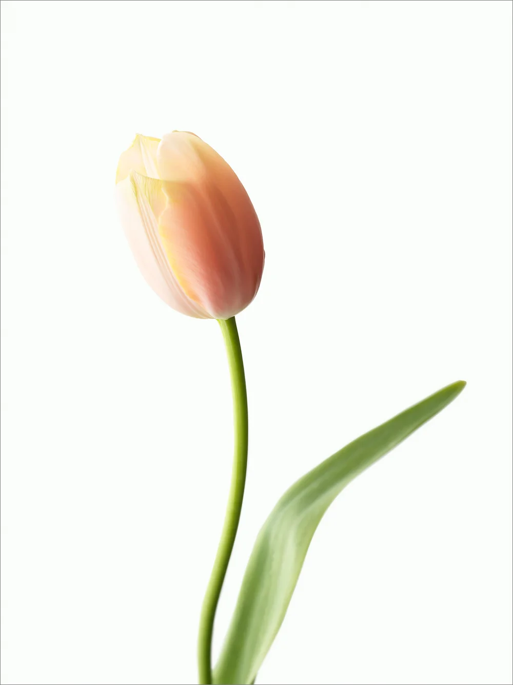 vegafoto-prinsgatans-blomsteraffär-1.jpg