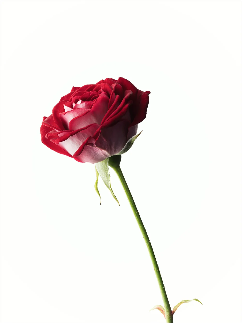vegafoto-prinsgatans-blomsteraffär-2.jpg