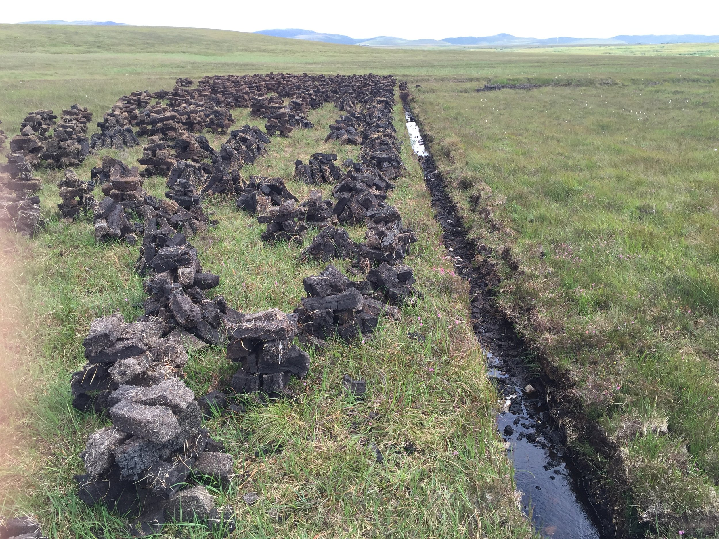 Fresh Islay Peat