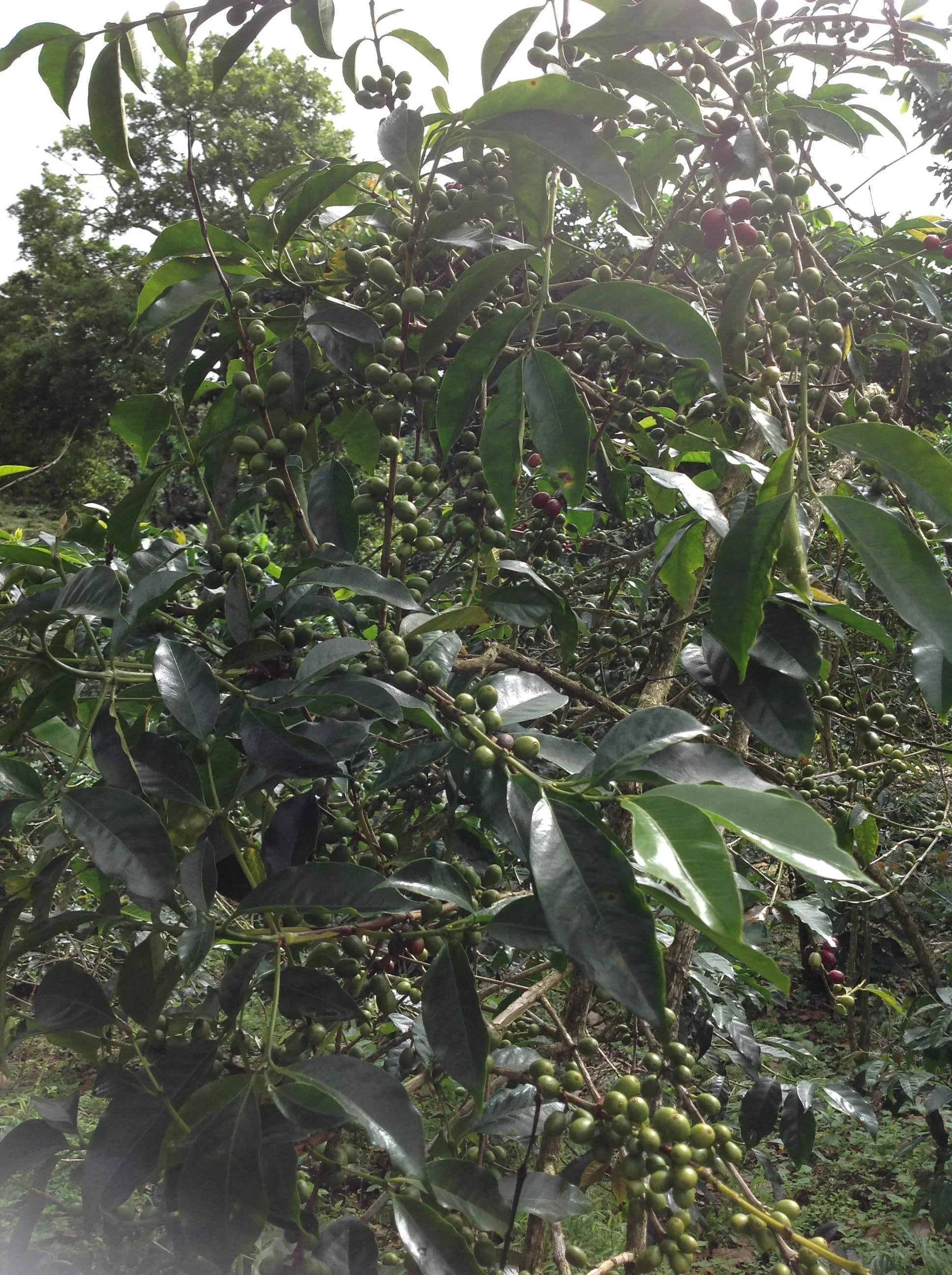 Typica.jpg