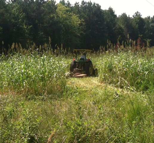 2014 mowing summer food plots to plant for fall