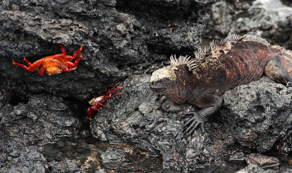 Galapagos 2012-3.jpg