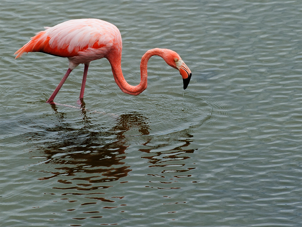 Galapagos 2012-2.jpg