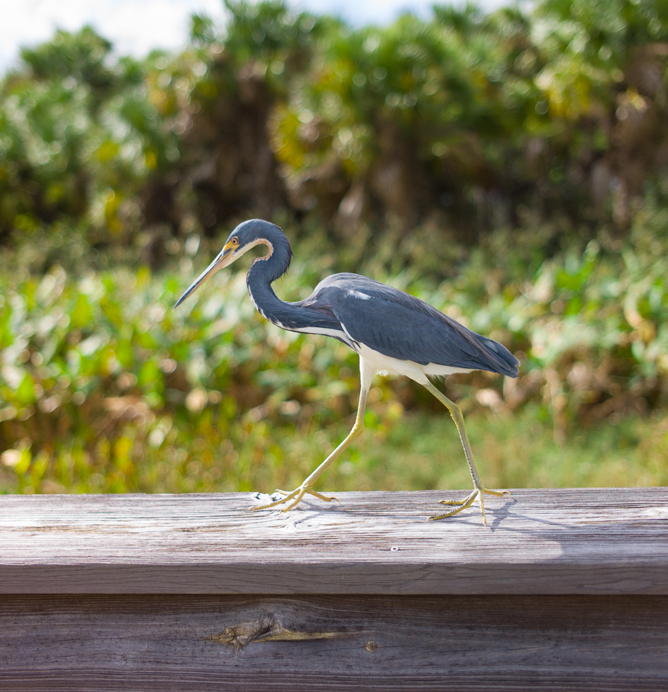 Little Blue Heron- Green Cay.jpg
