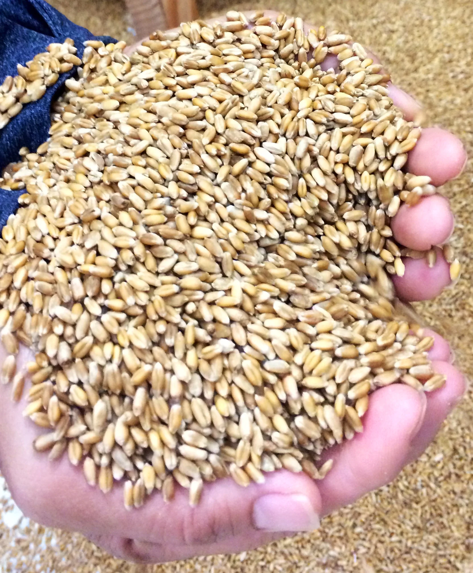 Winter Wheat