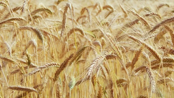 Wheat Field.jpg