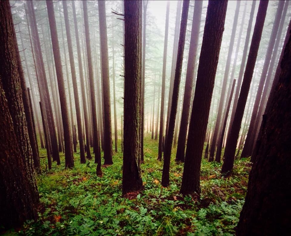 Devils rest trail, above wahkeena falls, oregon 2015