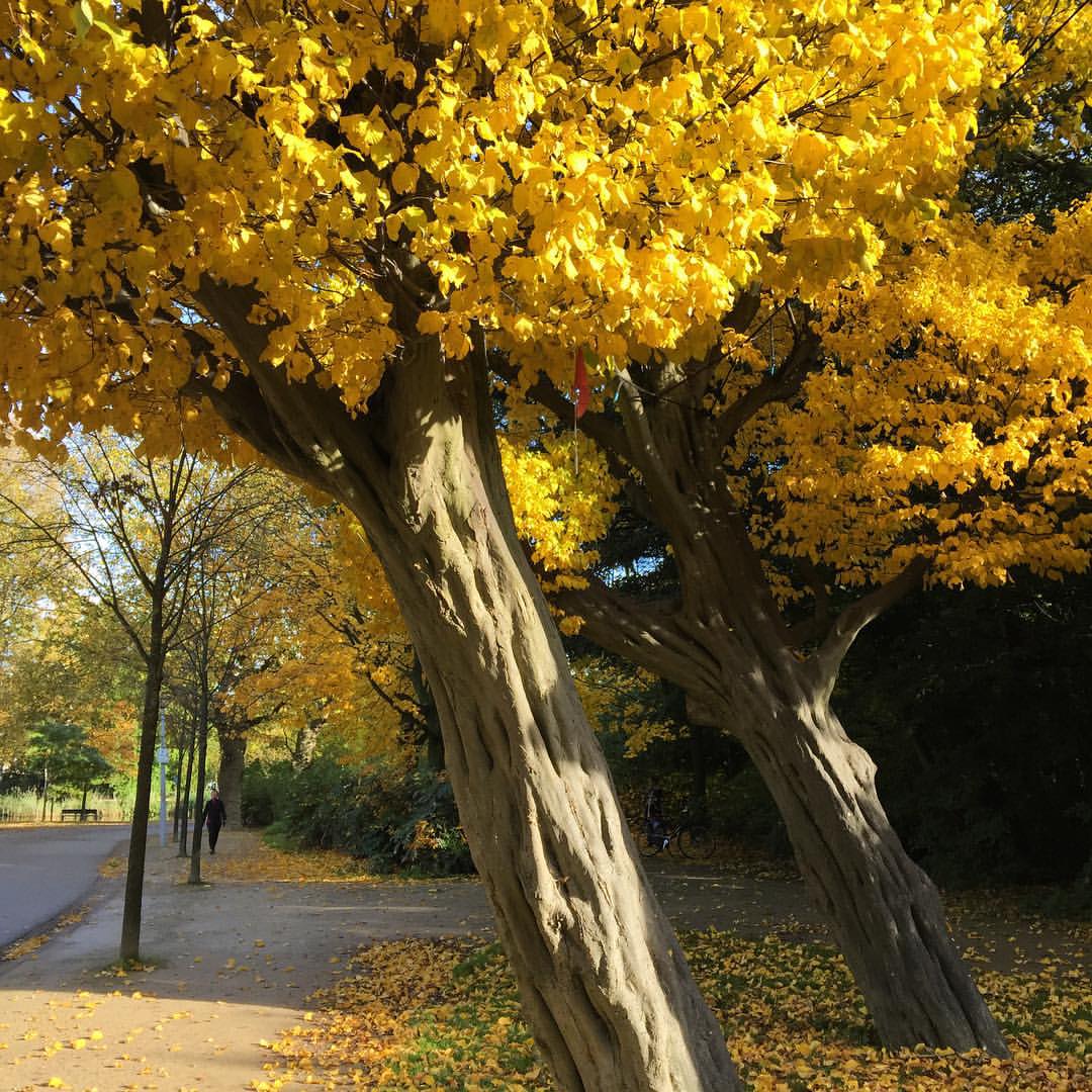 Vondelpark. Amsterdam