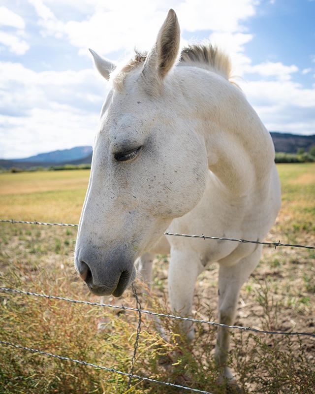 After we met this horse, @lasternick and I had a 30 minute conversation about how much horses cost. It&rsquo;s still unclear. .
.
.
#sonyimages #sonyalpha #sonya7rii #wonderful_places #moodygrams #exploretocreate #travelphotography #travelpics #trave