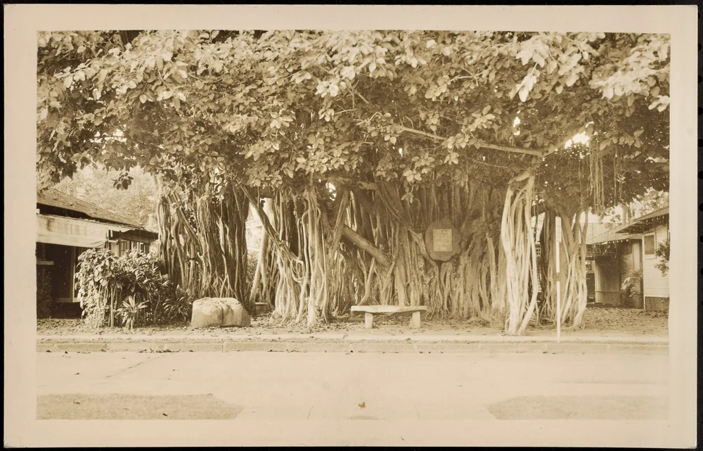 Hawaiin postcard of an "Indian banyon tree on grounds of the Bishop School and Museeum, Honolulu."